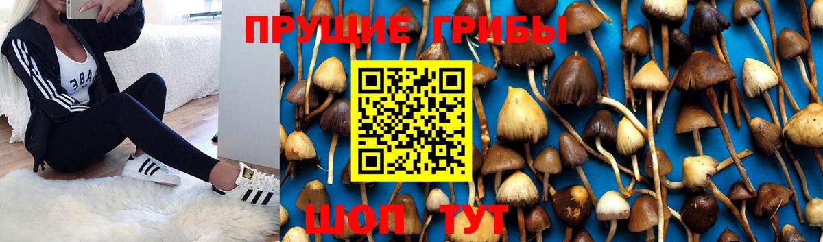 Галлюциногенные грибы Psilocybine cubensis Верхняя Салда